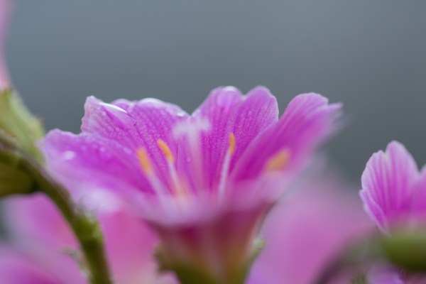 Susanne Nilsson, CC BY-SA 2.0 , via Wikimedia Commons